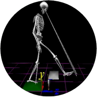 A rendered skeleton showing line of sight